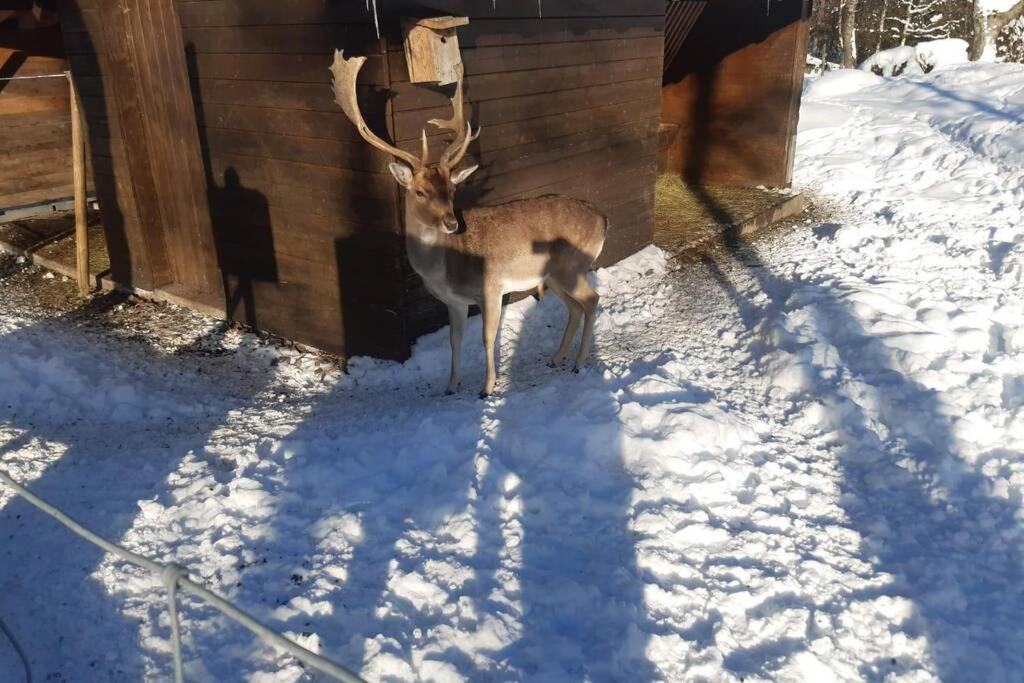 Gemuetliche Ferienwohnung In Sankt Blasien Exterior foto